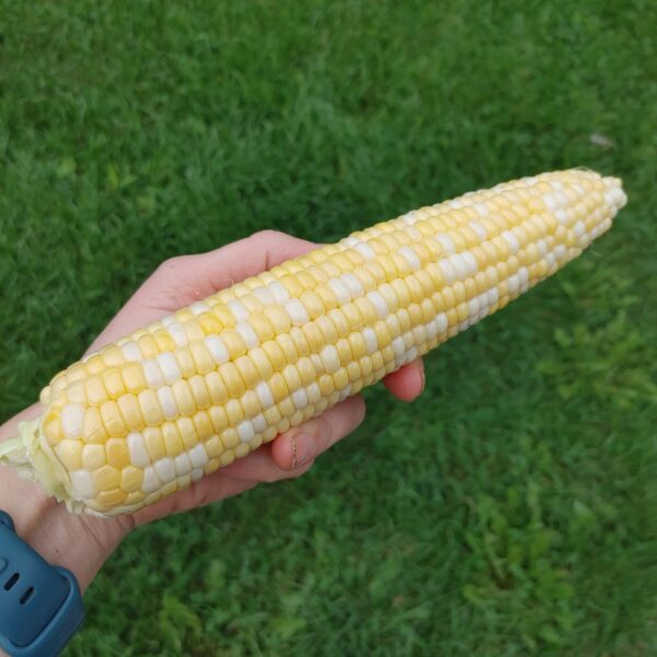 sweet corn cob